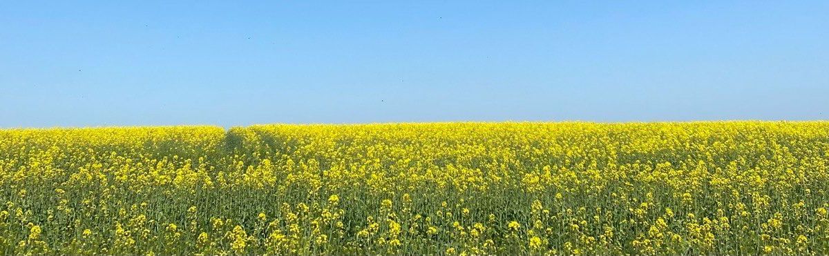 amarita_franchetti banner