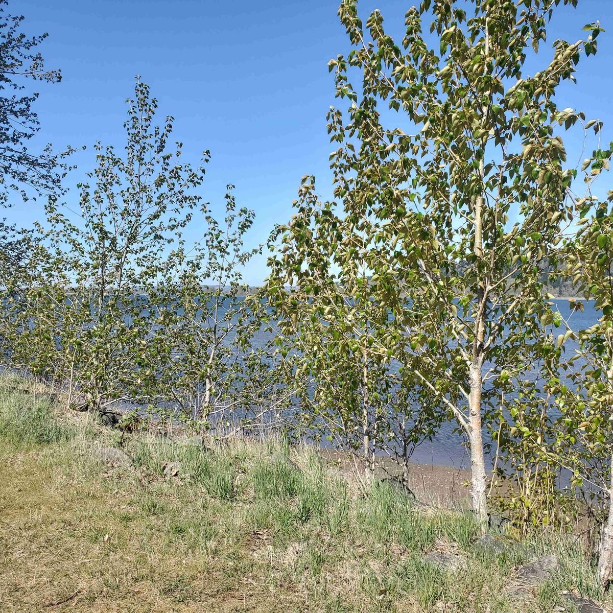 amberalenaxxx banner