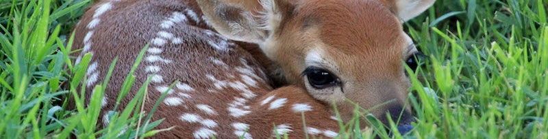 bambibouchet46ibbw banner