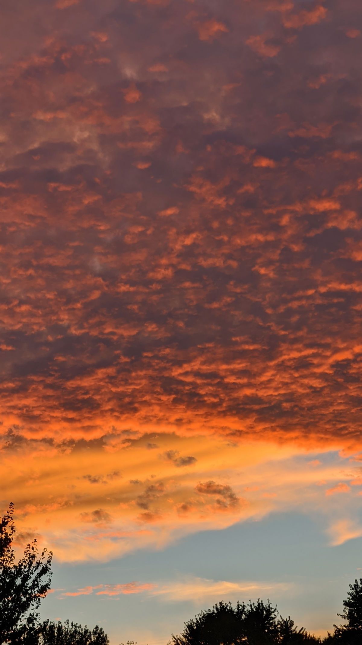 buschlattedrinkin banner