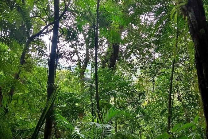 caradotadofree banner