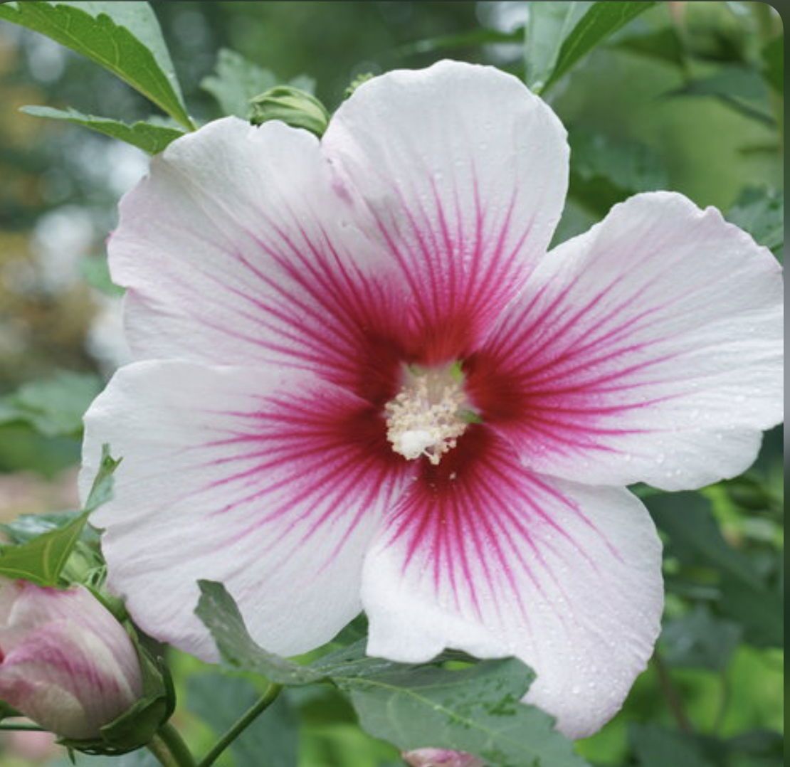 caseymichaelsxxx banner