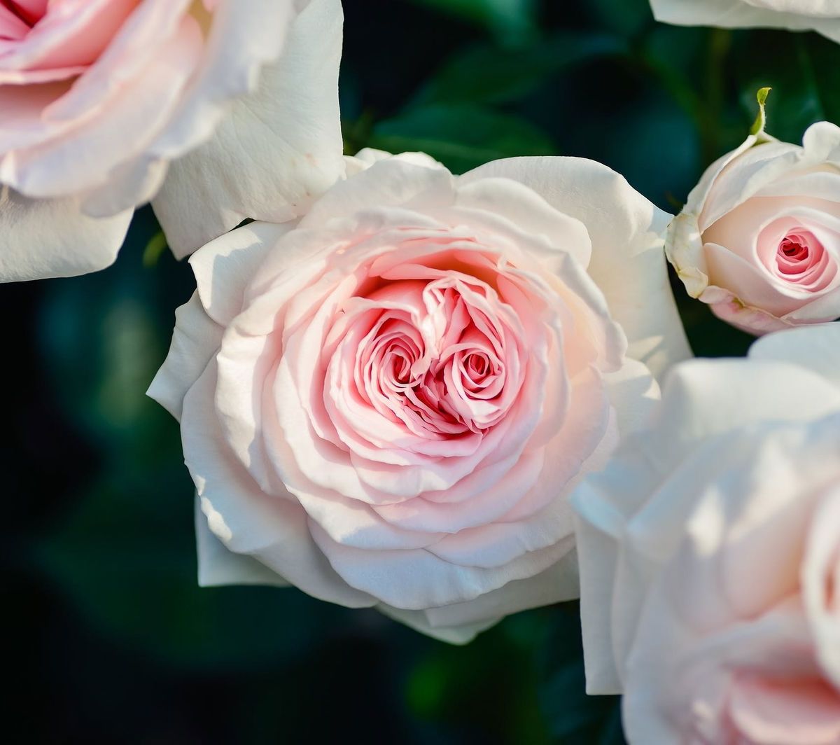 charloterosee banner