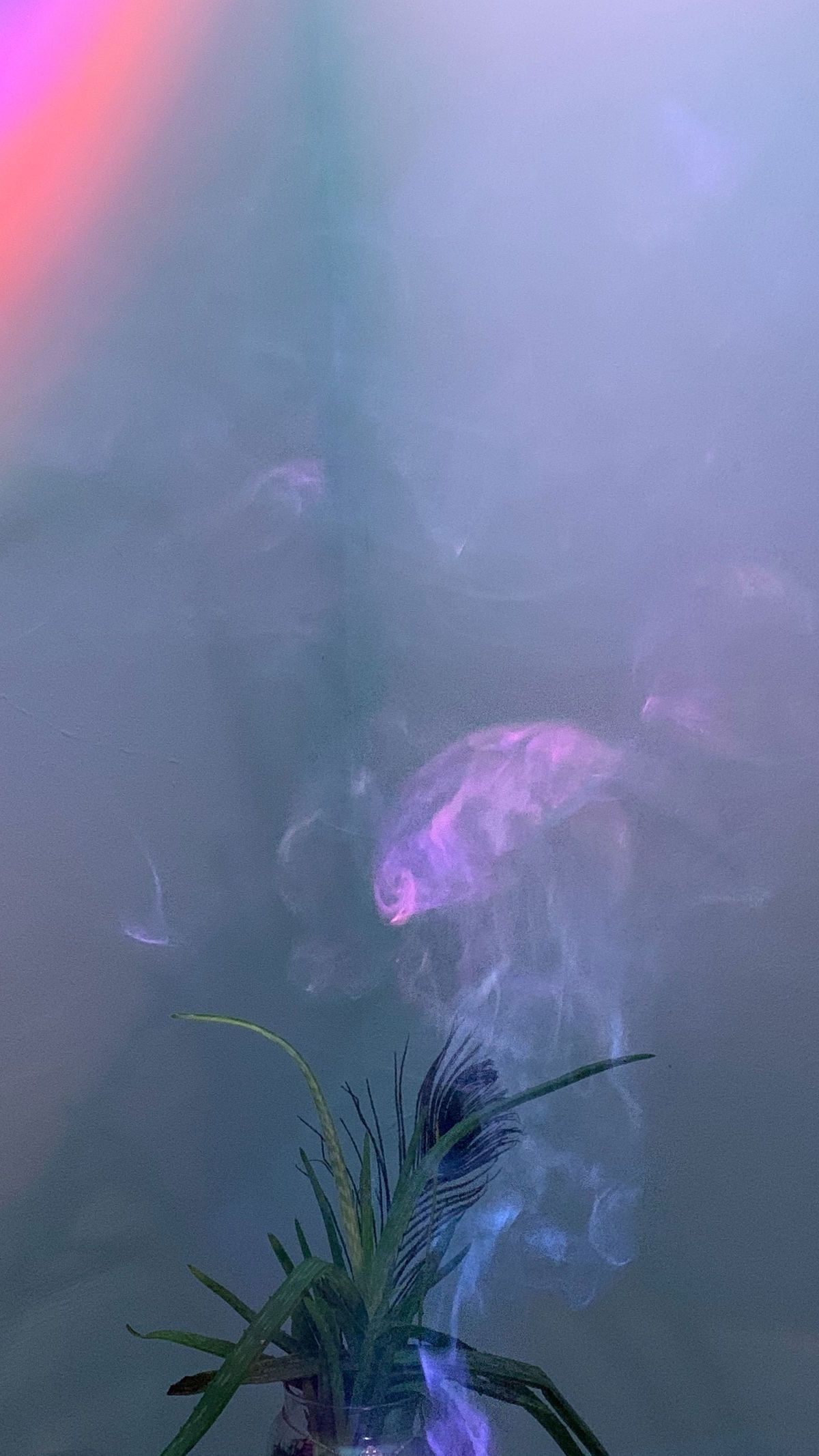 curlyhair-cutiepie banner