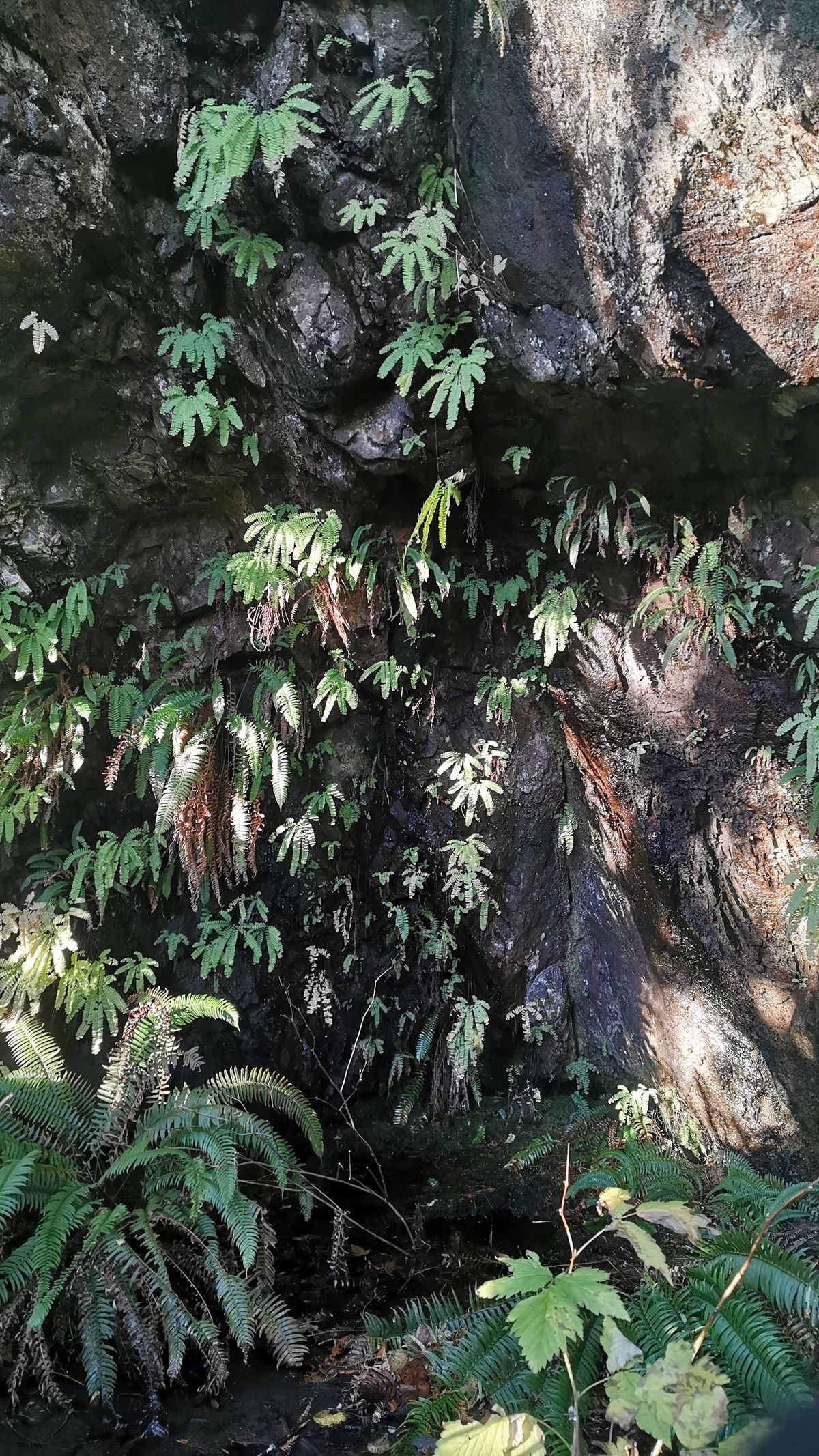 forrestgoddess banner