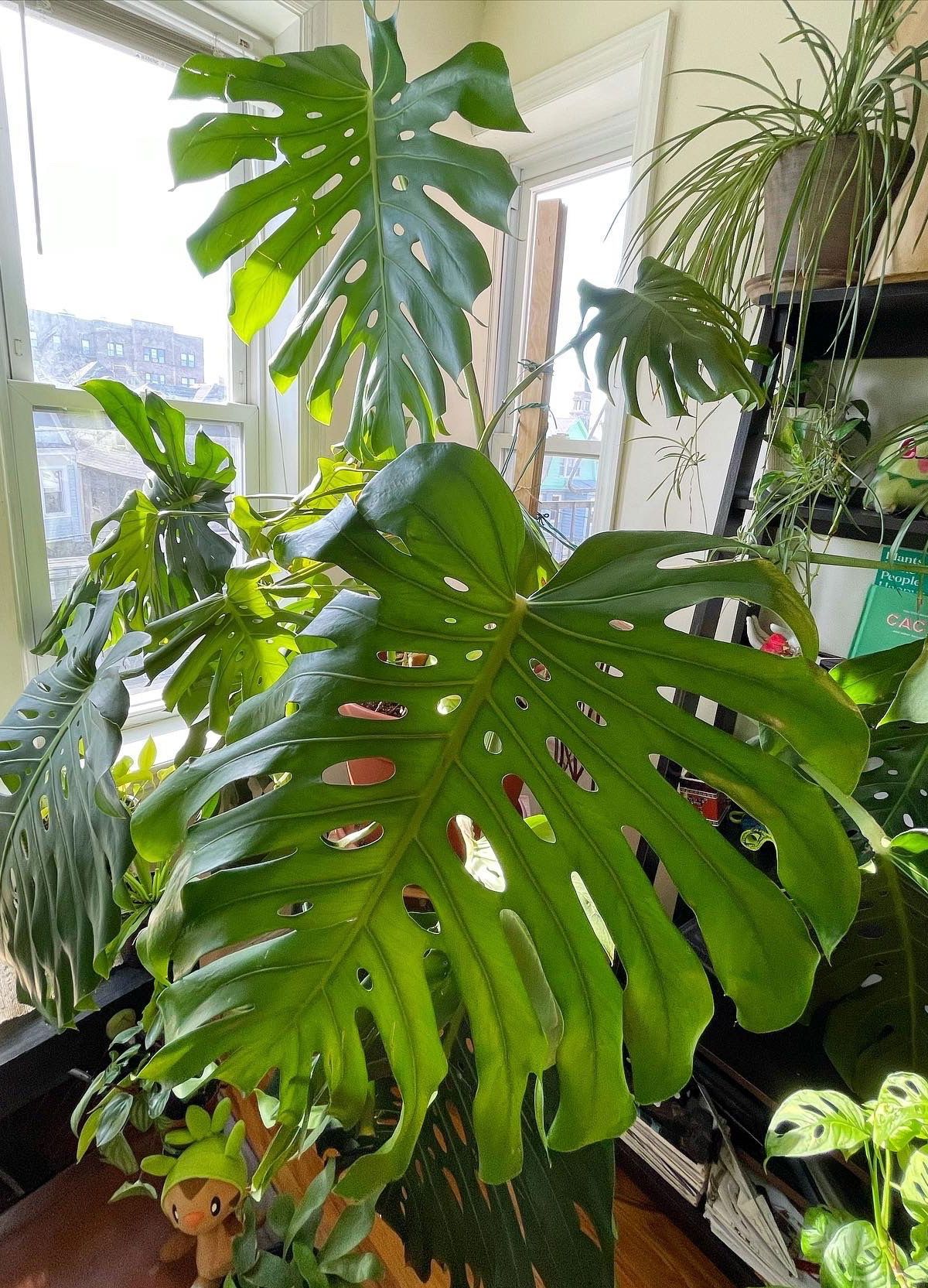 grow_withnick banner