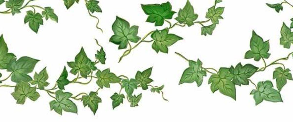 ivydelacourte banner
