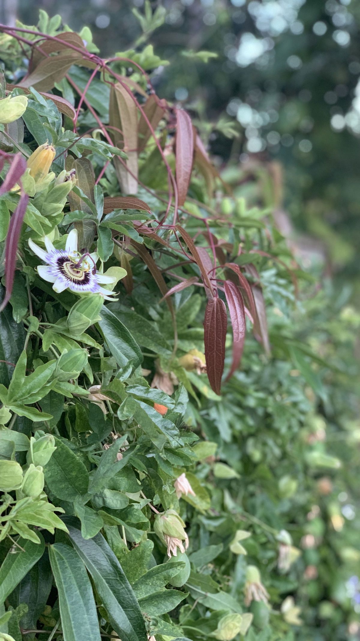 ivyleeseattle banner