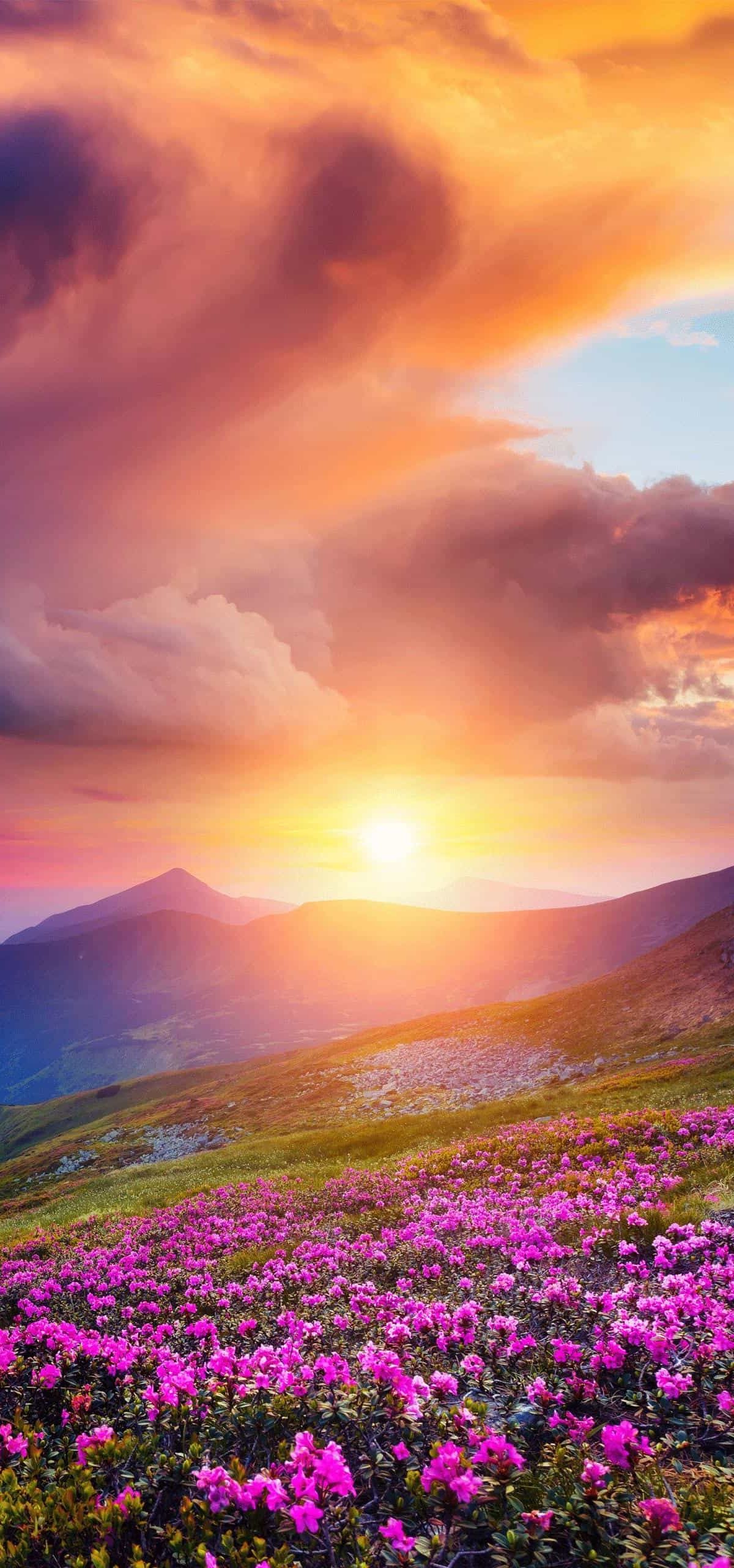 mandyrosse7991 banner