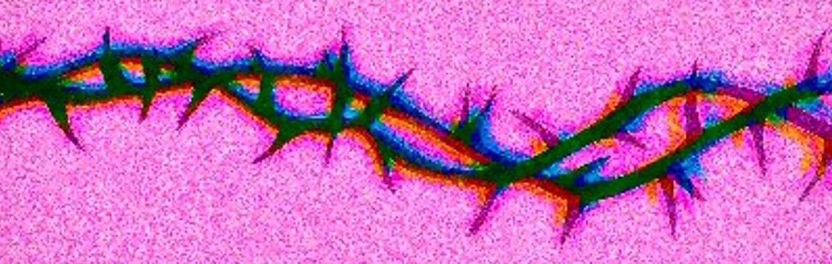 marizombie666 banner