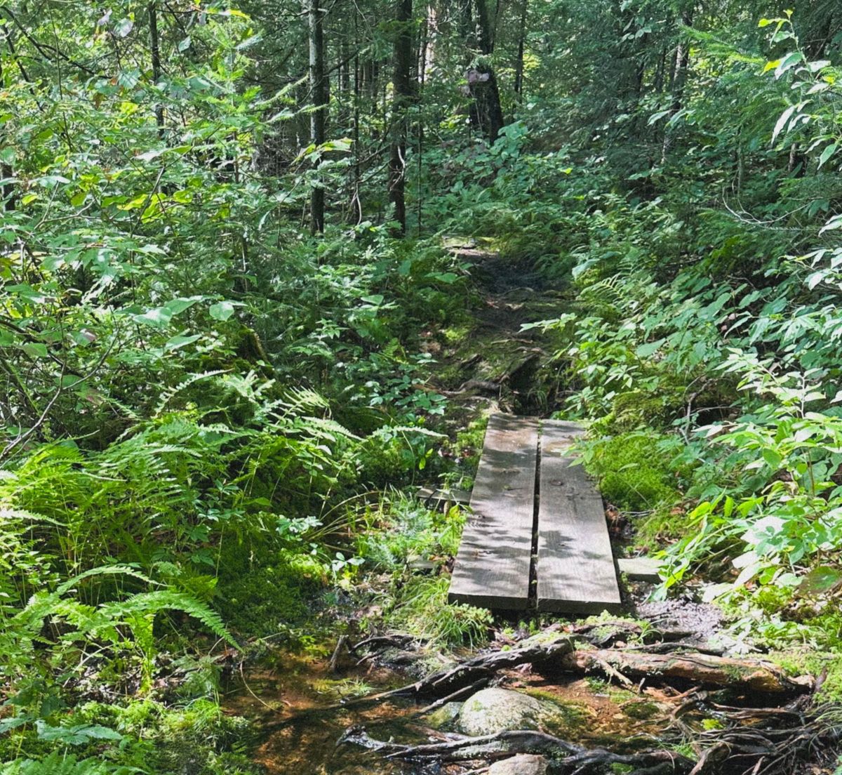 mickeyisaperv.info banner