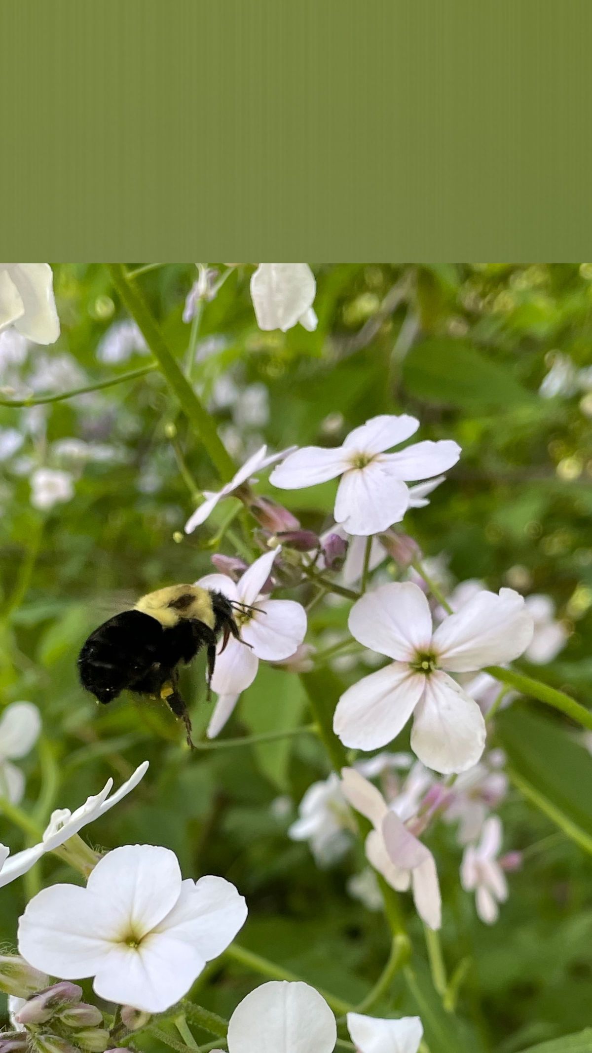 missinghermind banner