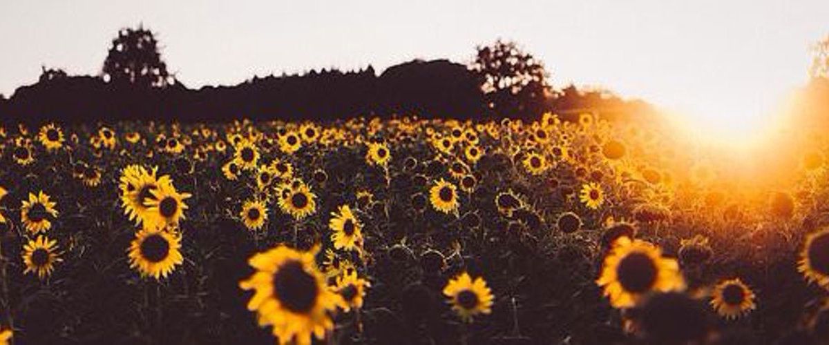 missjasminebaby banner