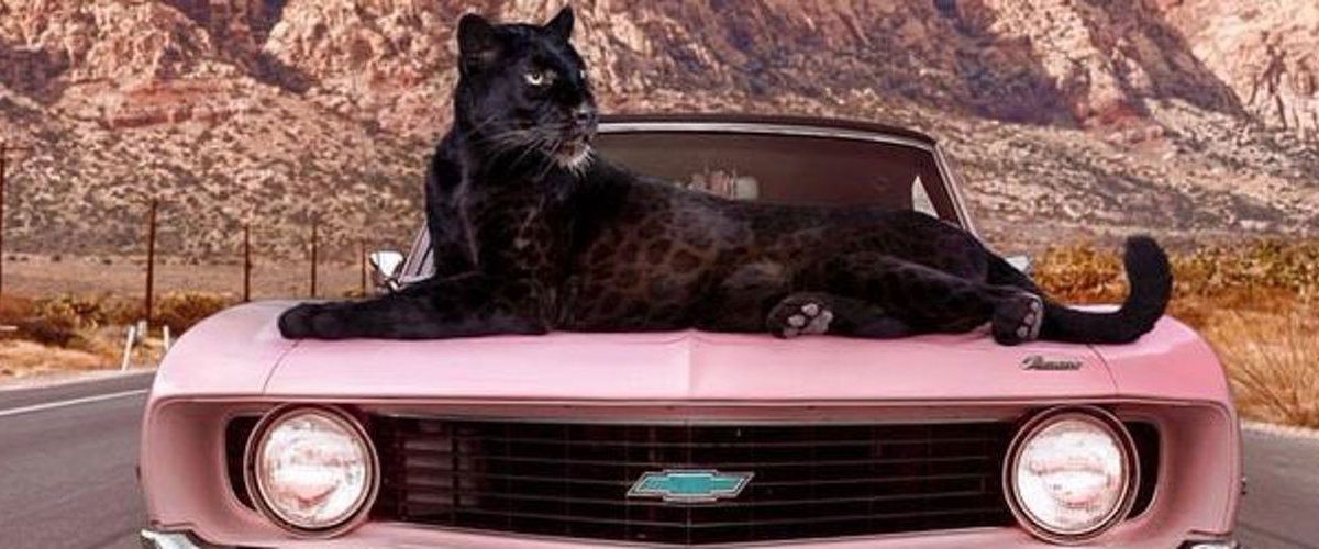 parispleasuresxxx banner