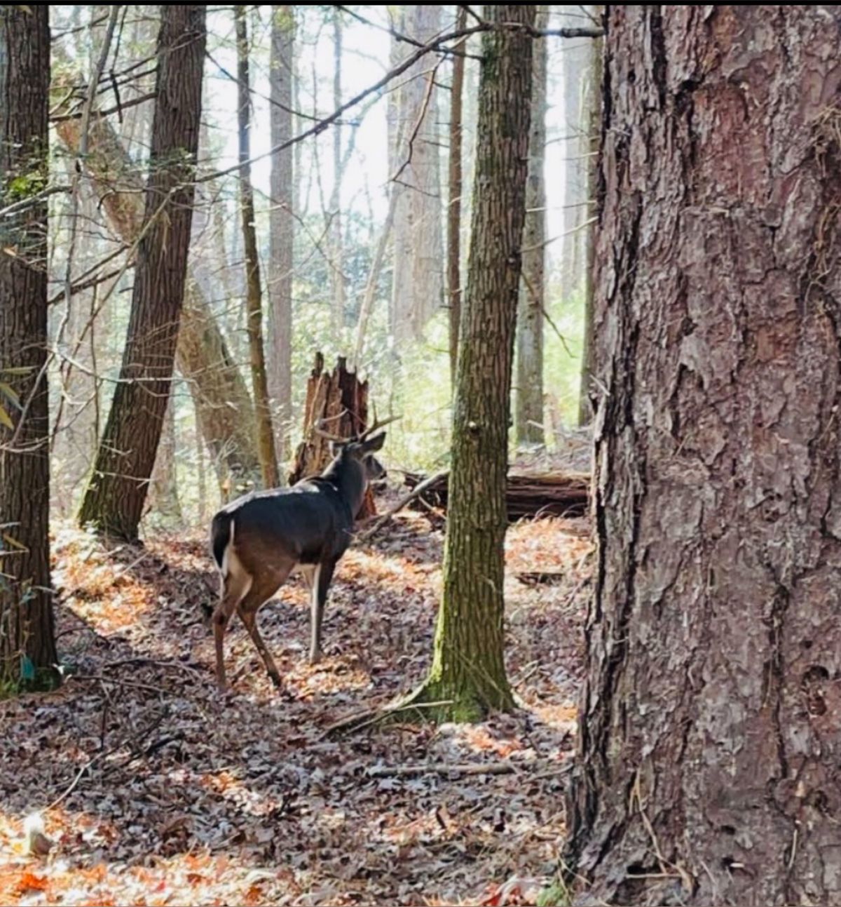 robmaverickvip banner