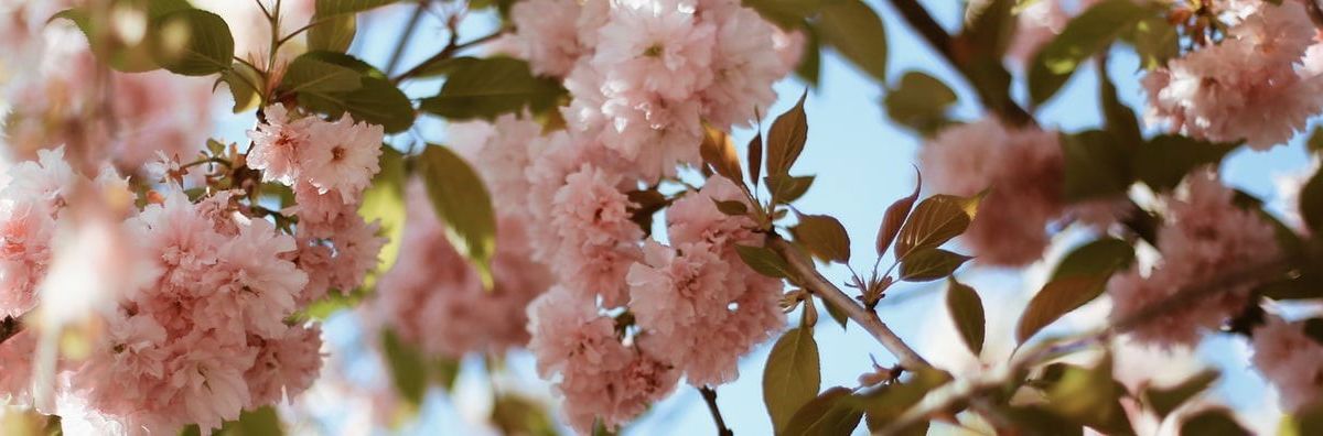 sweetkandiibb banner