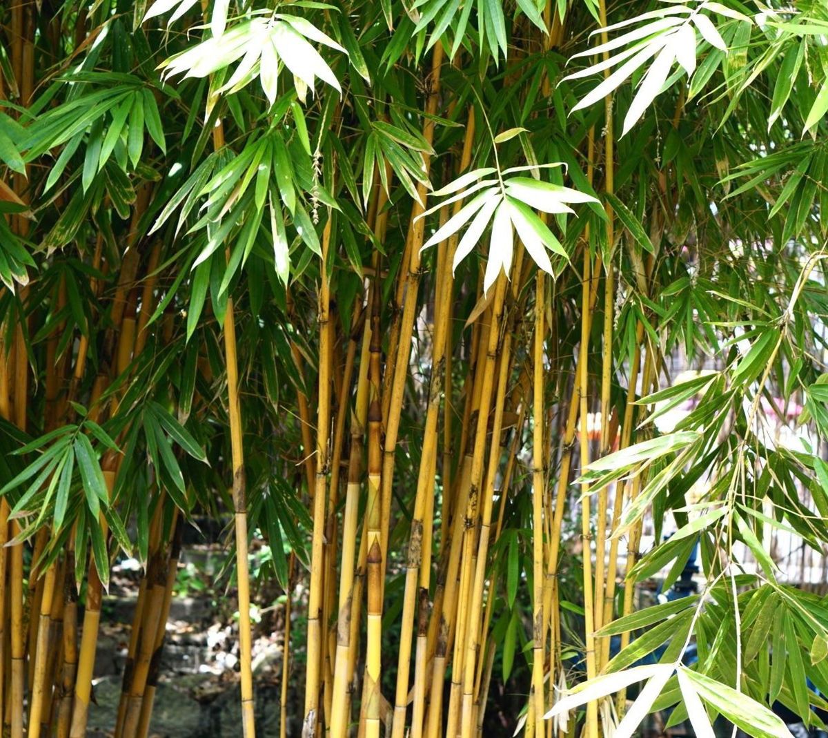 theephitpanda banner