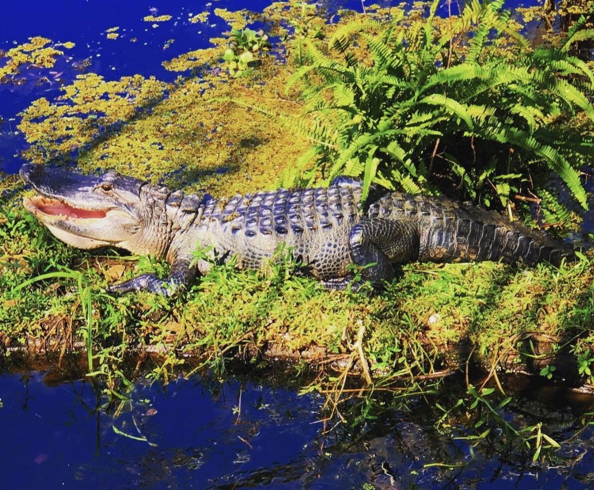 thickpipebear banner