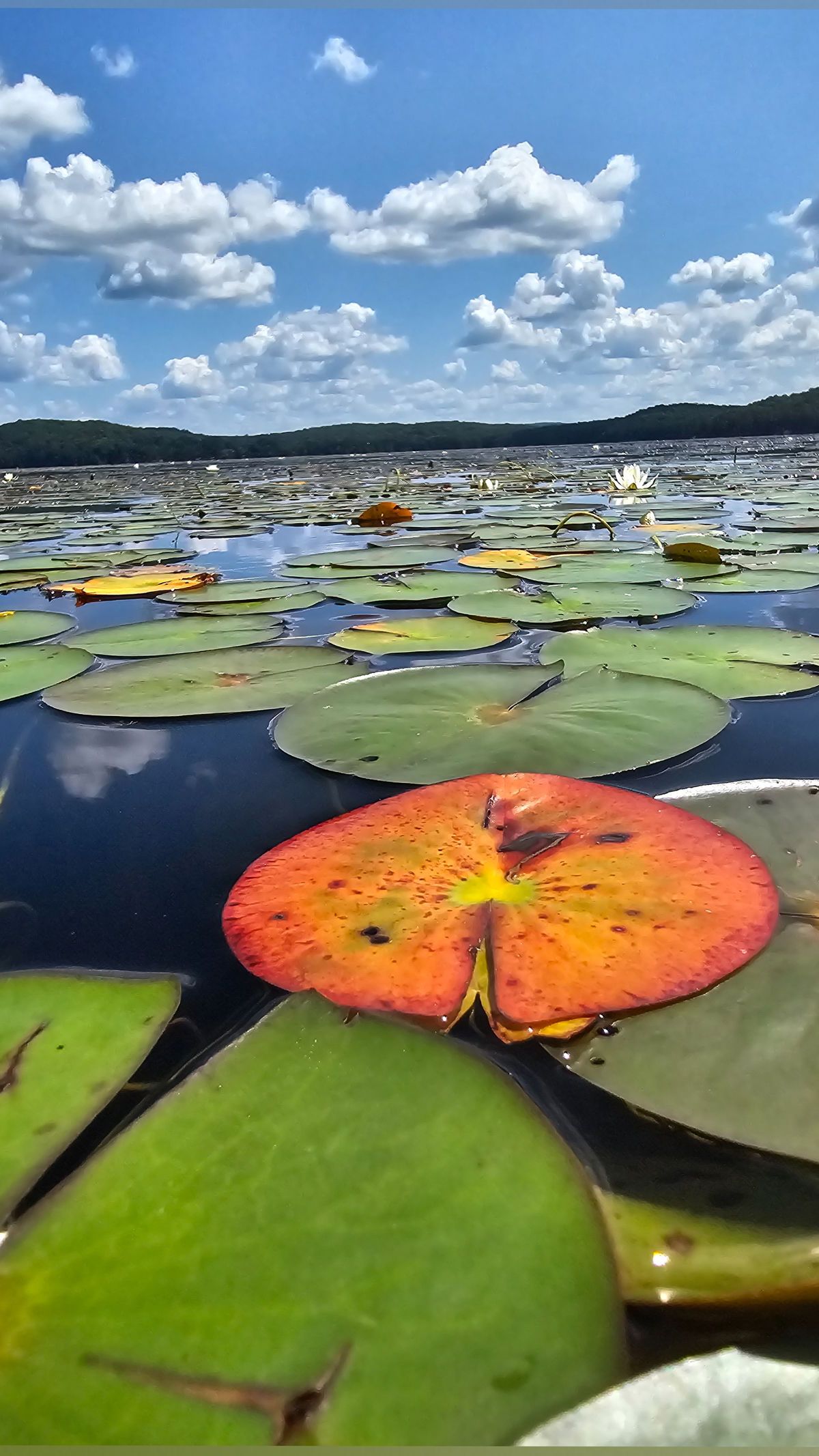 winelovingmom banner